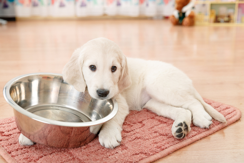 5 razões para dar comida a seu animal em vasilhas de metal