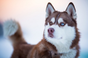 Conheça mais de perto os adoráveis cães de raças nórdicas