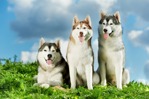 Os cães nórdicos e sua personalidade