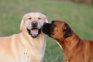 Conheça os cães mais dóceis
