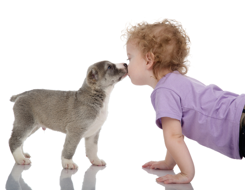 o que é a lambida de cachorro