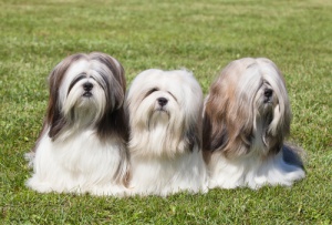 Raças de cães provenientes da China