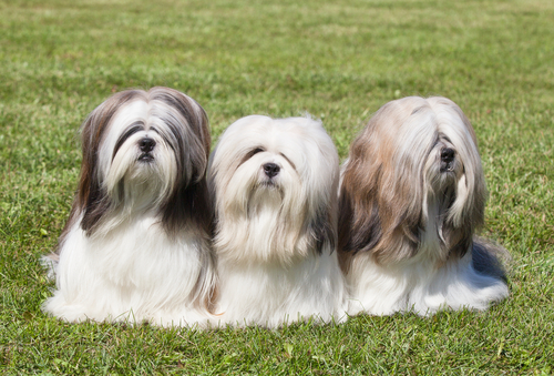 Raças de cães provenientes da China Raças de cães provenientes da China