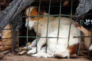 Maus tratos aos animais, sintoma de doença mental