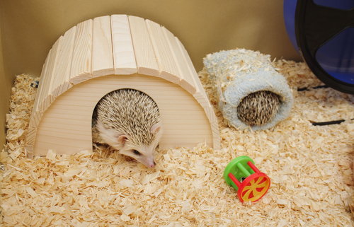 Ouriços, animais domesticados