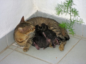 Você sabe como acontece o parto dos gatos?