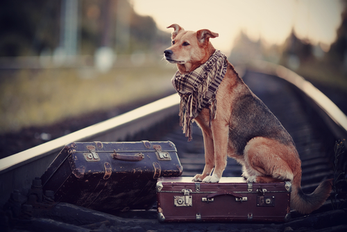 Animais possuem sexto sentido