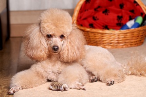 Poodle, um companheiro leal e carinhoso