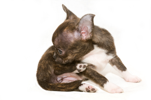 cachorros com prisão de ventre