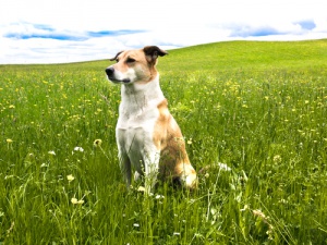 As seis bases da psicologia canina: compreender e controlar os maus hábitos do seu cachorro