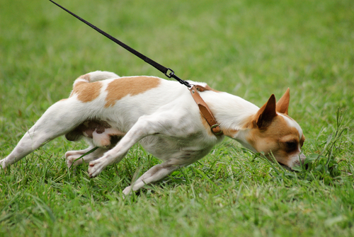 Adestramento canino: evitar os puxões de coleira de forma simples