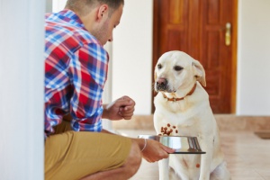 Ração aumenta a vida do seu cachorro