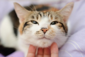 Você sabe por que os gatos ronronam?