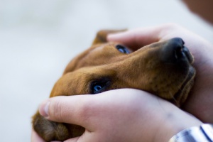 Cachorros sabem distinguir sorriso ou raiva no rosto humano