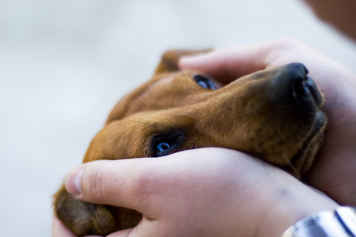 Cachorros sabem distinguir sorriso ou raiva no rosto humano