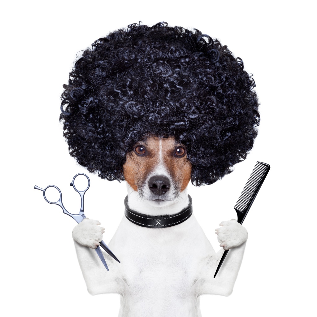 salao-de-beleza-para-pets-1024x1024