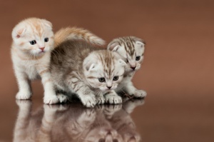 Scottish Fold, o gato de orelhas dobradas