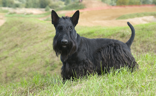 O Terrier Escocês, um teimoso adorável!