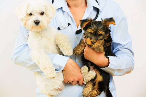 Animais e veterinário