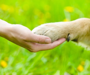 Como cortar os esporões nos cachorros