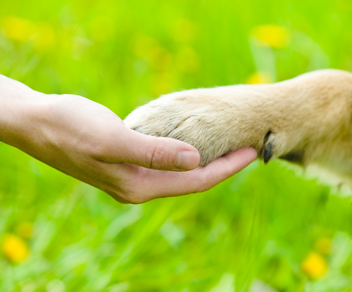 Como cortar os esporões nos cachorros Como cortar os esporões nos cachorros
