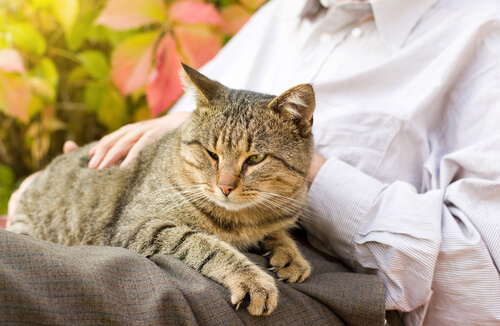 Cuidados para os gatos durante a velhice Cuidados para os gatos durante a velhice