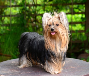 Tudo sobre o Yorkshire Terrier