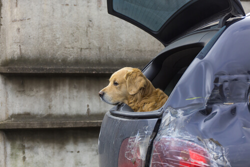 Viajar de carro com animal de estimação
