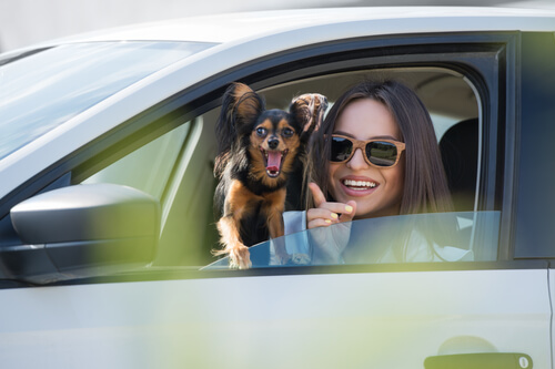 Como evitar o enjoo do animal dentro do carro Como evitar o enjoo do animal dentro do carro