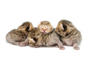 Cuidados e alimentação com gatinhos prematuros