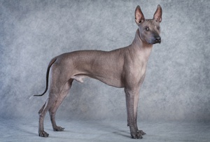 As 5 raças de cachorros sem pelo