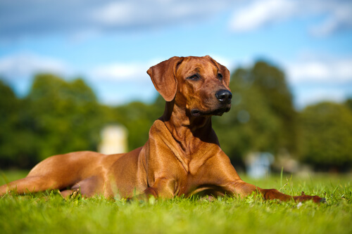 Suplementos para ajudar o seu cão com a dor da artrite