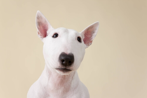 albinismo em cães requer cuidados