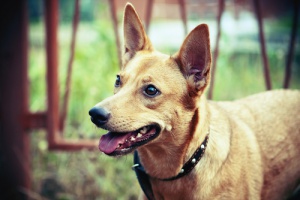 Desvantagens da amputação, para fins estéticos, em animais de estimação