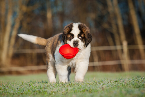A importância da dieta no desenvolvimento do filhote de cachorro