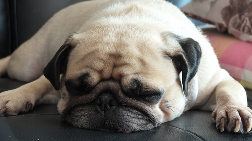 O que é a parvovirose canina