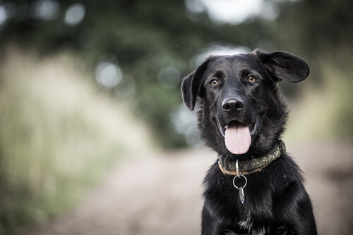 Parvovirose canina: diagnóstico e tratamento