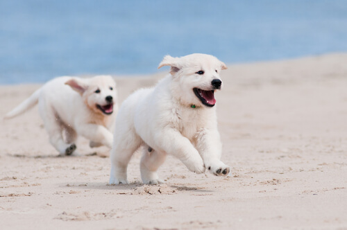 albinismo em cães