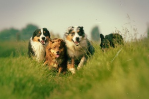 As melhores raças de cachorro para correr com você