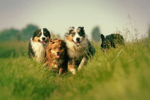 cachorroscorrendo