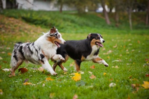 Respondendo às perguntas mais comuns sobre cães
