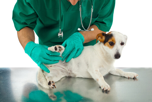 cão-veterinario