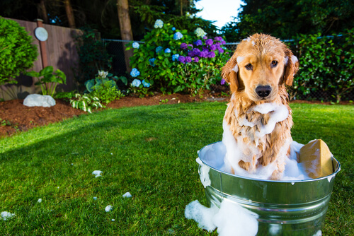 Como dar banho nos cães