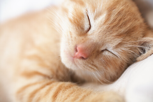 A causa mais comum de gases nos gatos está relacionada à dieta do animal.