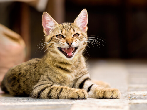 Por que o meu gato mia de forma agitada? Por que o meu gato mia de forma agitada?