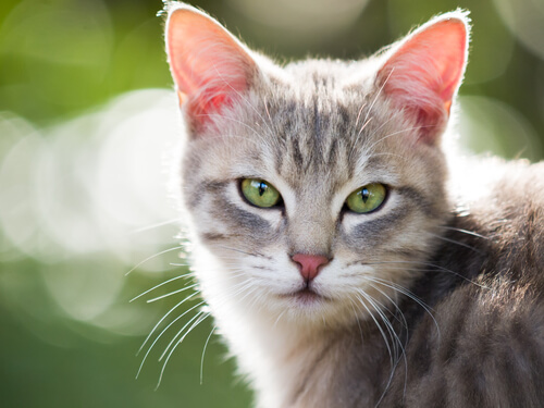 Saúde e animais de estimação: gatos e gases