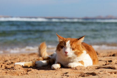 Como se manifesta a independência dos gatos