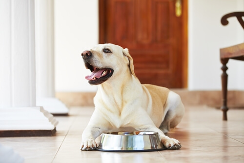 Dieta caseira para cães: descubra os alimentos mais recomendados