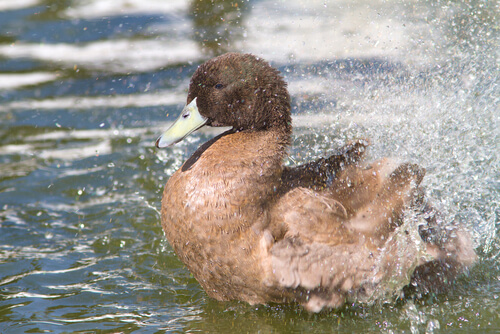 Dados importantes para cuidar patos