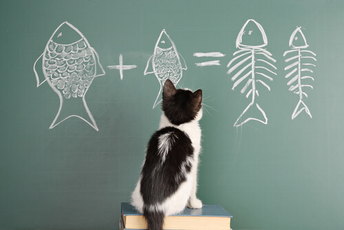 Características da psicologia e da inteligência felina